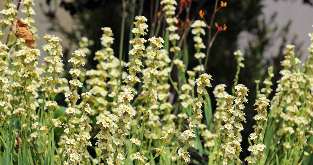 Ładniejsze i mniej wymagające, niż mieczyki. Te kwiaty to największa ozdoba mojego ogrodu