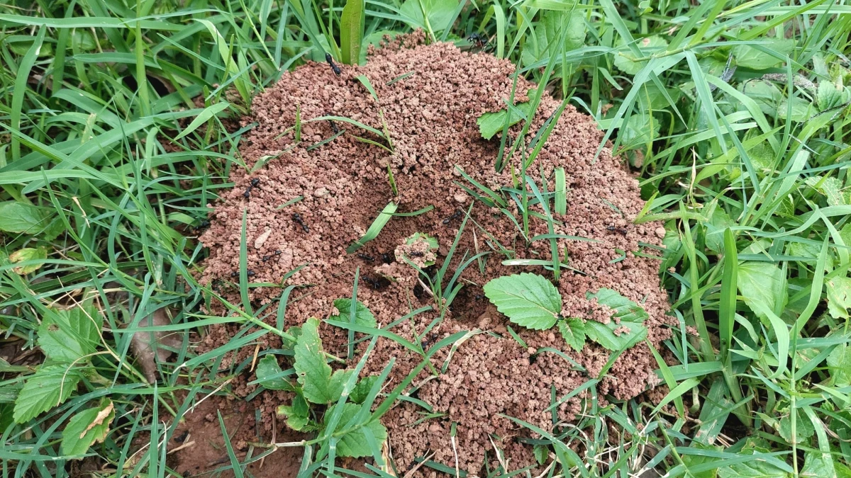 Mrówki potrafią w mgnieniu oka opanować kuchnię, spiżarnię czy ogród, stając się prawdziwym utrapieniem domowników. Zamiast sięgać po kosztowne i szkodliwe środki chemiczne, warto wypróbować sprawdzone, naturalne metody, które są bezpieczne dla ludzi, zwierząt i środowiska. Poznaj skuteczne domowe sposoby na pozbycie się mrówek i zabezpiecz swoje otoczenie przed ich inwazją!