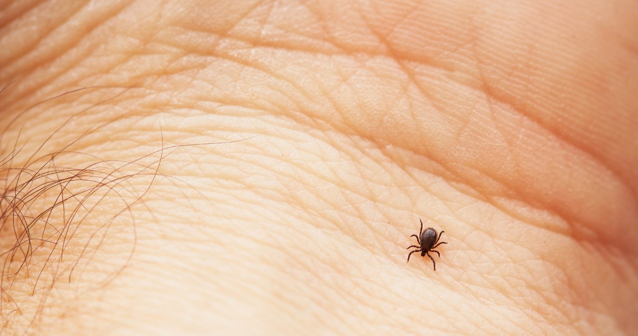 Masło do usuwania kleszcza? GIS alarmuje: to bardzo niebezpieczne