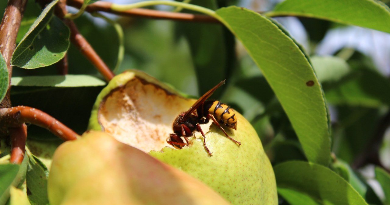 Zapachy, które szerszenie wyczują z daleka. Unikaj w pobliżu domu