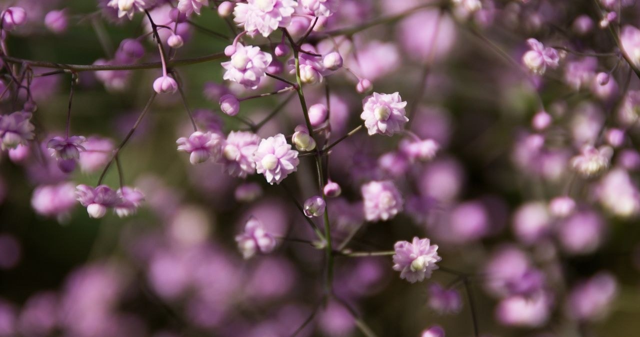 Z daleka wygląda jak fioletowy obłok. Roślina, o której milczą ogrodnicy