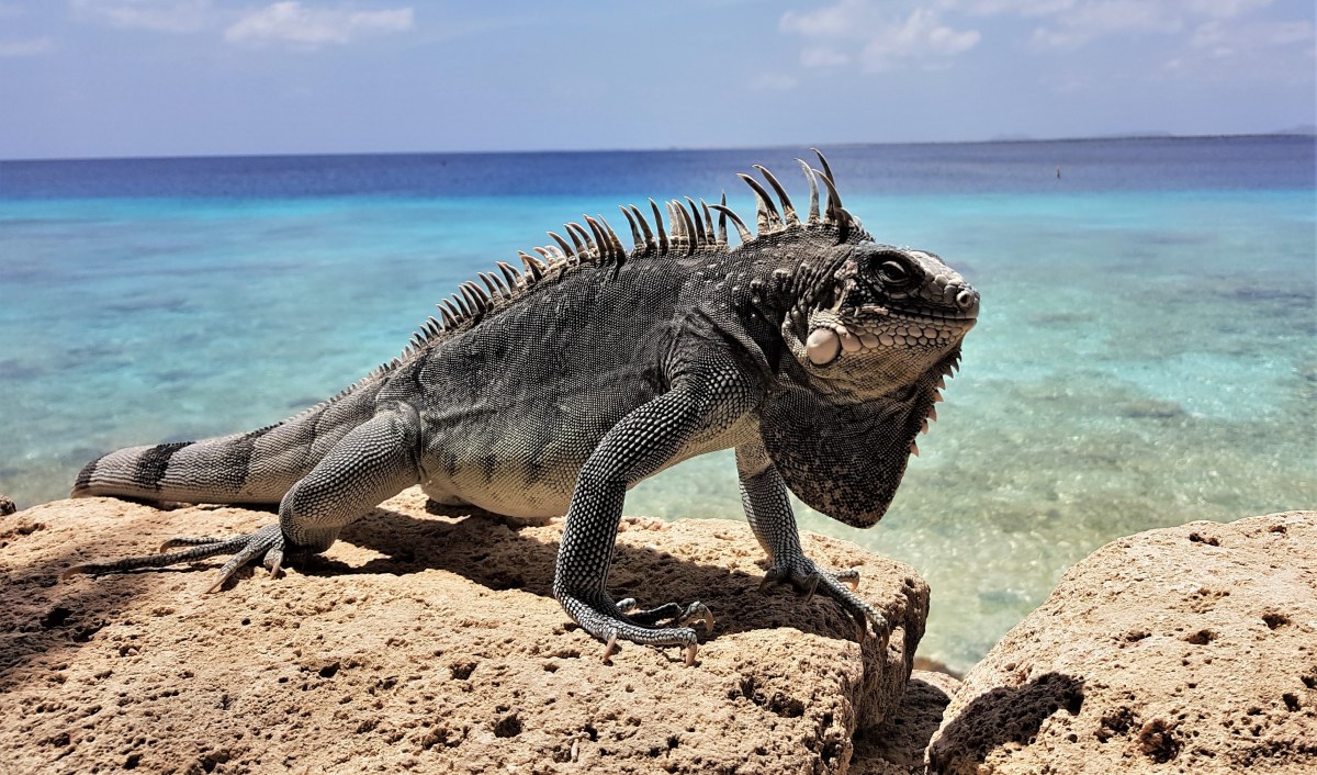 W salonie trzymał egzotyczne zwierzę. Teraz słono za to zapłaci