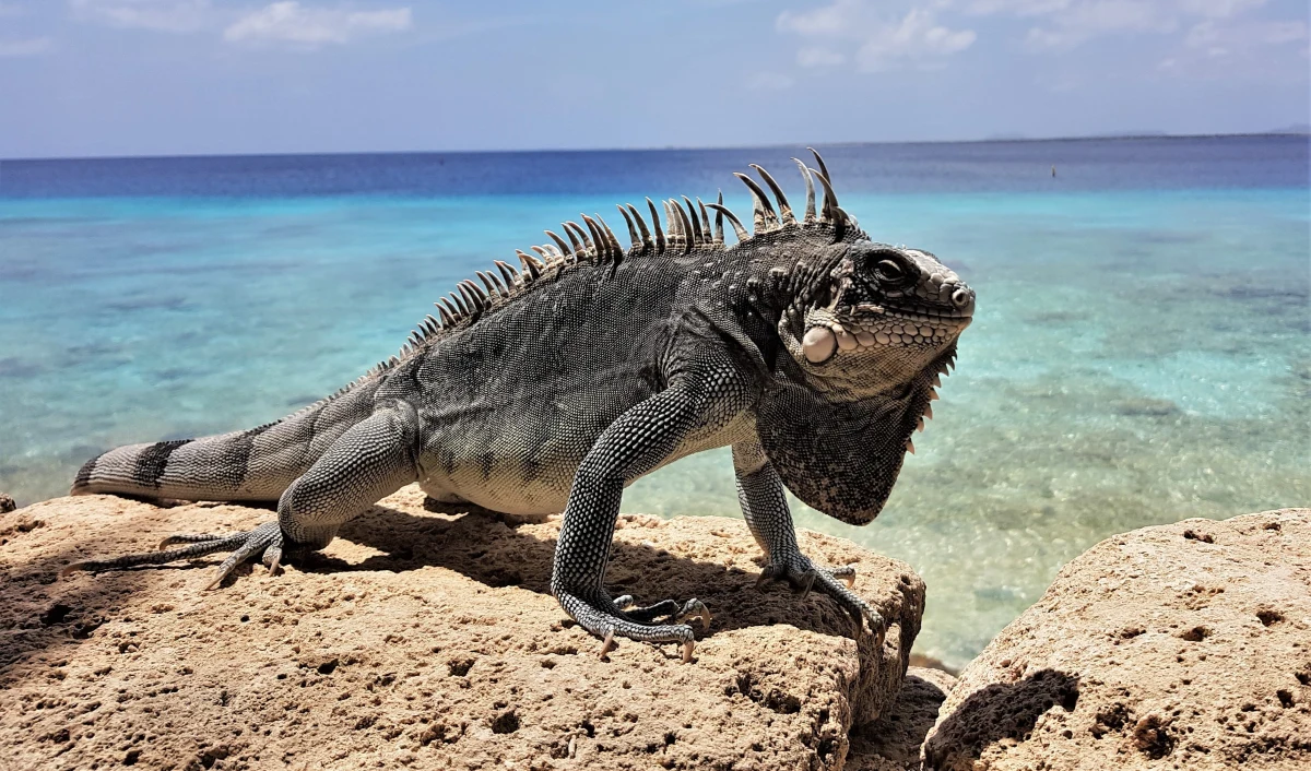 Sąd w Como na północy Włoch wymierzył surową karę właścicielowi egzotycznej iguany. Mężczyzna został ukarany grzywną w wysokości 40 tysięcy euro za przetrzymywanie w domu chronionego gada bez wymaganych dokumentów. Zwierzę jest bezpieczne. Trafiło do specjalnego parku w Rawennie.