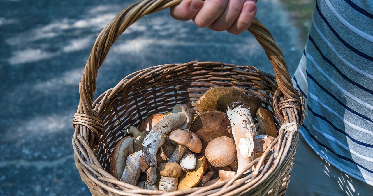 Po deszczu obrodziło w grzyby. Tu w pobliżu Krakowa jest ich mnóstwo