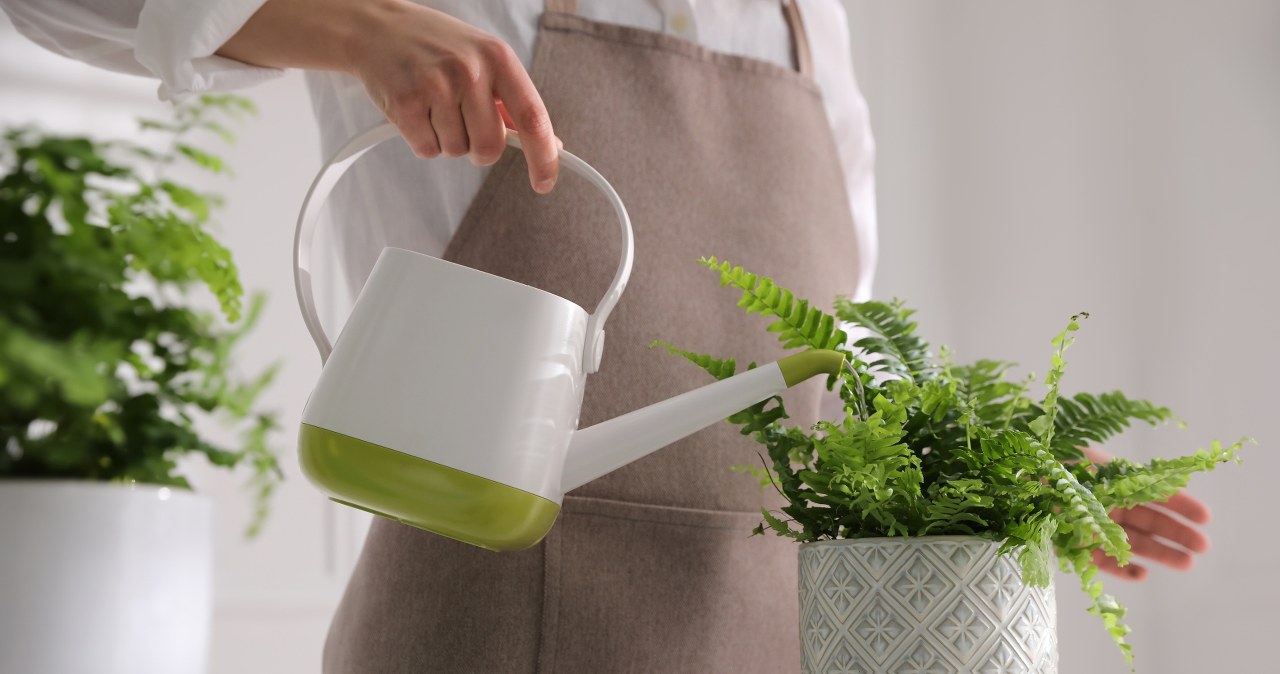 To ulubiony napój paprotki. Poczęstuj ją, a nowe liście wystrzelą, jak z procy