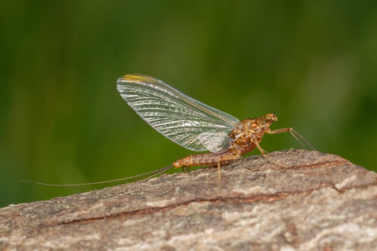 Wyjątkowo niskie stany wód Dunaju i rekordowe temperatury sprawiły, że mieszkańcy Budapesztu nie mogą się odpędzić od uciążliwych i ogromnych rojów jętek. Zdaniem naukowców to sygnał alarmowy dotyczący zmian zachodzących w środowisku.