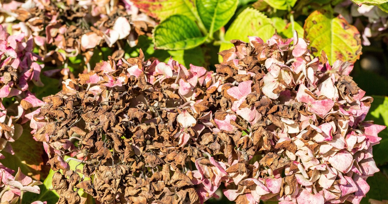 Częsty błąd w uprawie hortensji jesienią. To dlatego słabo kwitnie