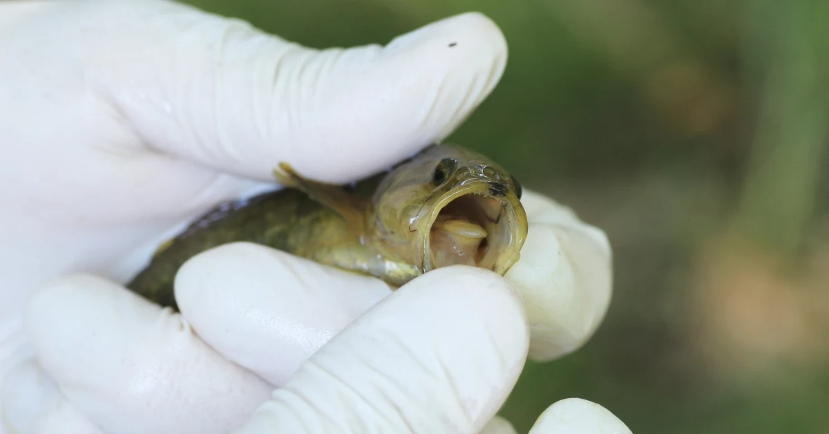 W Stobrawskim Parku Krajobrazowym na Opolszczyźnie pojawił się nowy, nieproszony gość. Podczas rutynowych badań ichtiologicznych naukowcy po raz pierwszy natknęli się na trawiankę (Percottus glenii) – gatunek ryby uznawany za jeden z najbardziej inwazyjnych w Europie. Choć dla laika to tylko kolejna ryba, dla przyrodników to powód do poważnego niepokoju. Odkrycie trawianki może bowiem zwiastować dramatyczne zmiany w lokalnych ekosystemach.