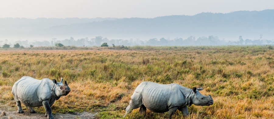 Do stołecznego ogrodu zoologicznego przyjechała wyjątkowa mieszkanka - samica nosorożca indyjskiego Jhansi. To matka Jacoba, który przez lata mieszkał w Warszawie, a zarazem teściowa Shikari - obecnej rezydentki zoo i byłej partnerki Jacoba. Obie samice spędzą razem jesień życia, a ich spotkanie ma zapewnić im komfort i opiekę na najwyższym poziomie.