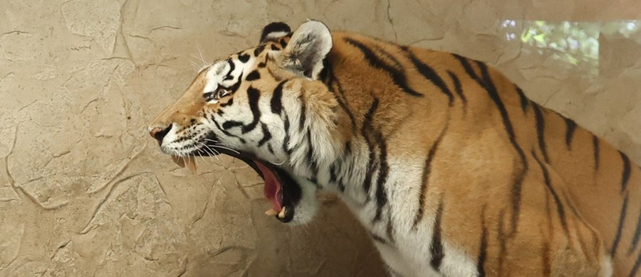 Do Śląskiego Ogrodu Zoologicznego w Chorzowie przyjechał nowy tygrys syberyjski. 13-letni Tiber trafił do Polski z ogrodu zoologicznego w Pradze. Placówka zamierza dołączyć do międzynarodowego programu hodowlanego tego krytycznie zagrożonego gatunku.