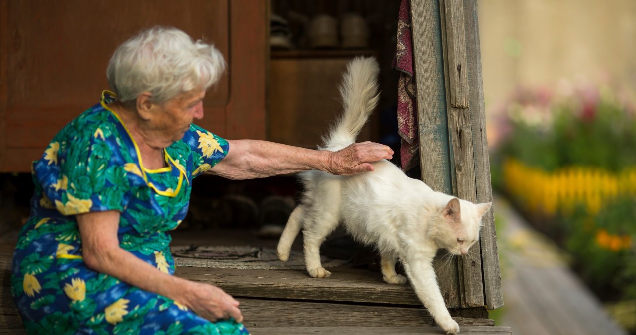 Co myśli o tobie twój kot? Test "bezpiecznej bazy" pokazuje prawdę