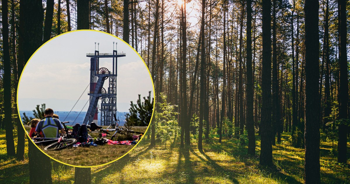 Tu się oddycha na Śląsku. Stary Las Murckowski to leśna oaza zdrowia w aglomeracji
