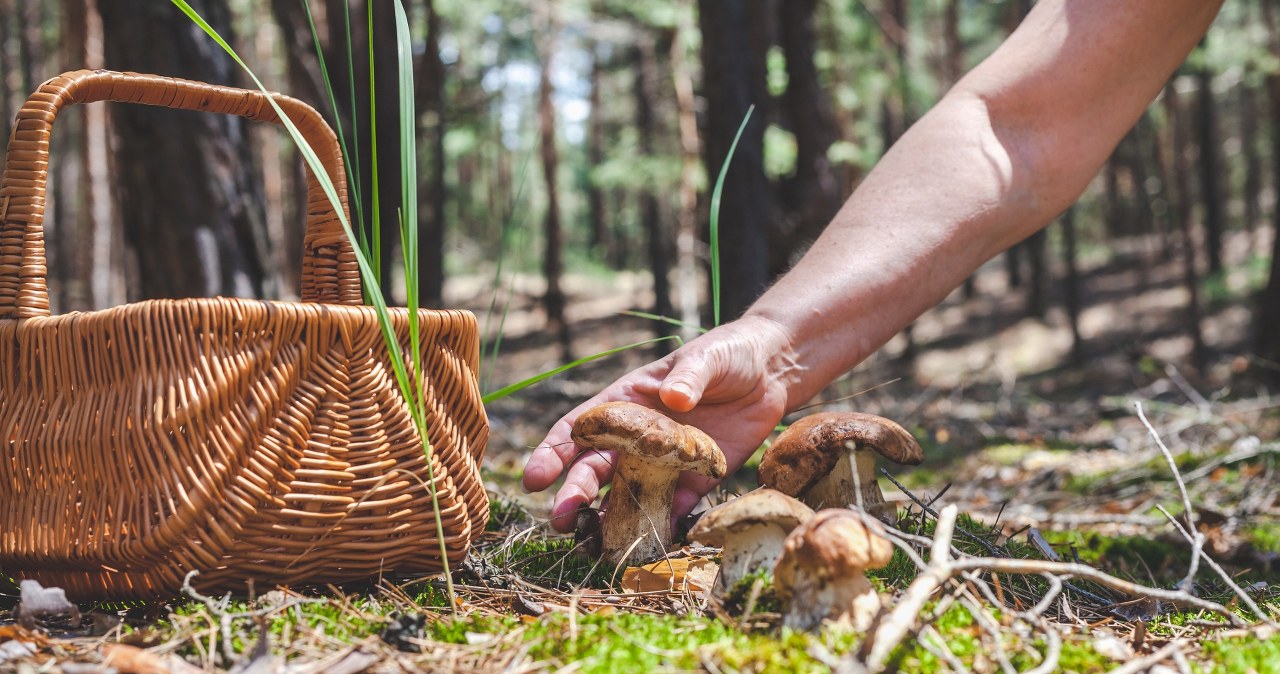 Wysyp grzybów w lasach w całej Polsce, ale grzybiarze narzekają. Oto powód