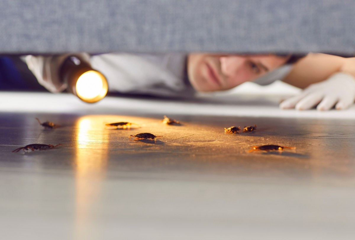 Owad z jajami w teczce. Wszyscy się nim brzydzą