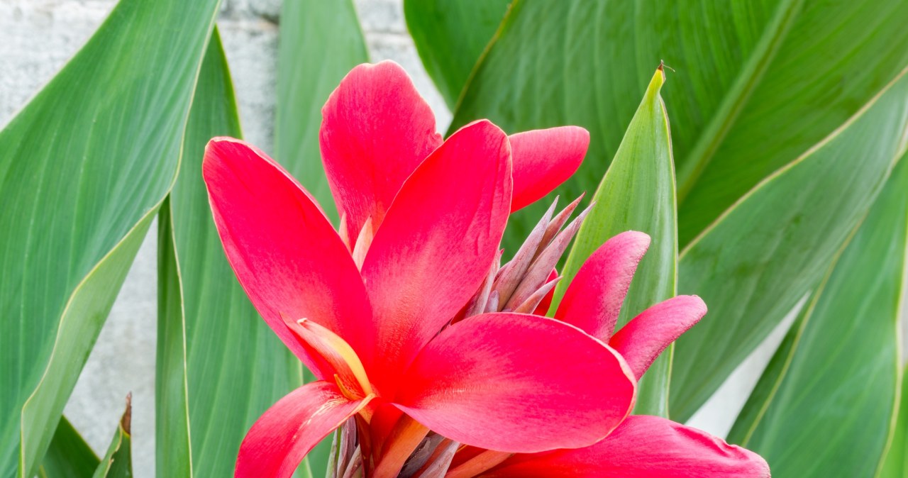 Ta niedoceniana dama balkonu zachwyci każdego. Rośnie piękniej niż lilie