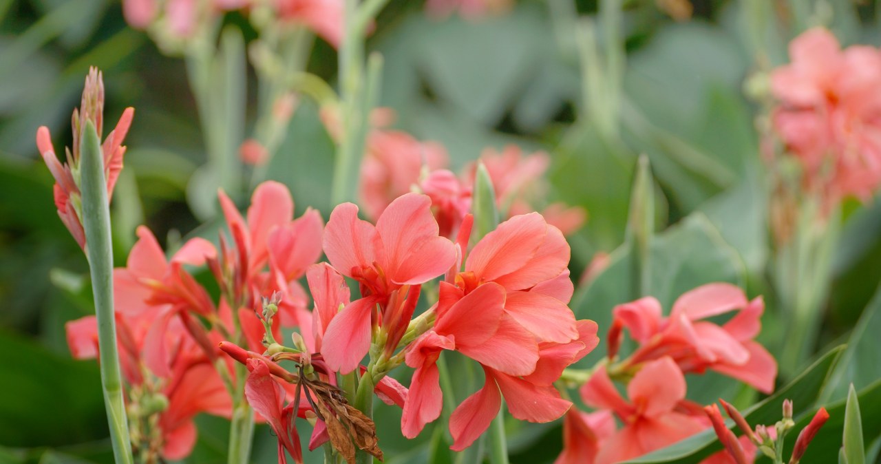 Jedna kanna zmienia rabatę. Wygląda jak roślina z egzotycznego kurortu