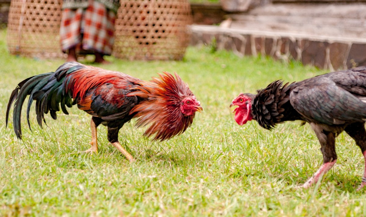 Tragiczny finał walki kogutów. Ptak śmiertelnie ranił mężczyznę