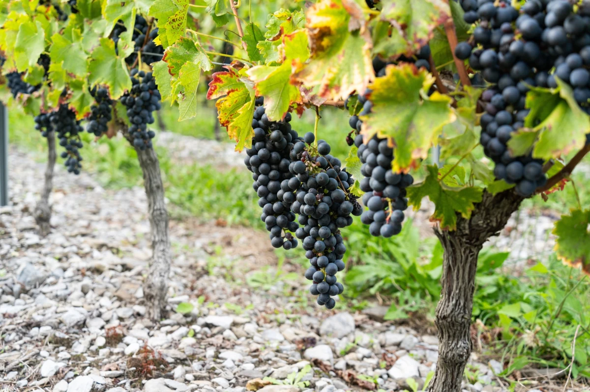 W Izraelu wydarzyło się coś, co jeszcze niedawno wydawało się niemożliwe. Krzewy winorośli, wyhodowane na pustyni Negew z nasion sprzed 1,5 tys. lat, dały pierwszy zbiór. Pestki pochodzą z wykopalisk archeologicznych bizantyjskiej osady w Awdat.