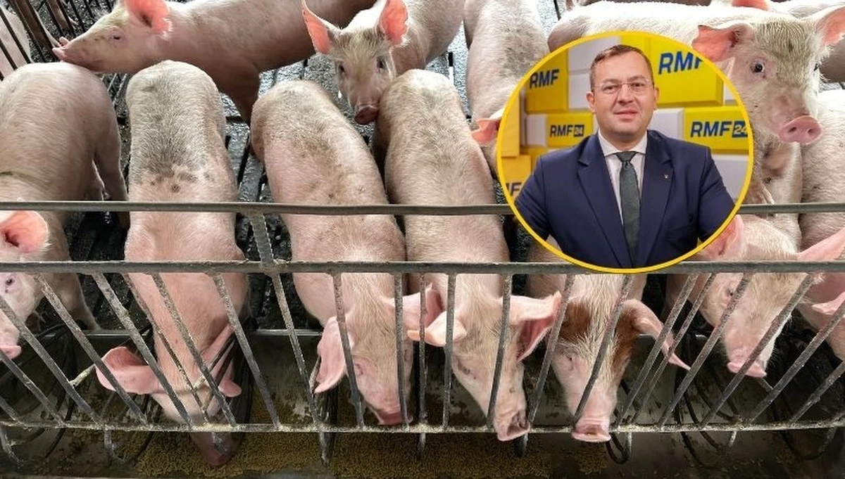 Minister rolnictwa Stefan Krajewski zadeklarował w Porannej rozmowie w RMF FM, że PSL zapłaci część kary rolnika Szymona Kluki. Sąd Najwyższy oddalił skargę kasacyjną w sprawie mężczyzny. Hodowca świń ma zapłacić 120 tysięcy za odór z chlewni, który przeszkadzał jego sąsiadom. 