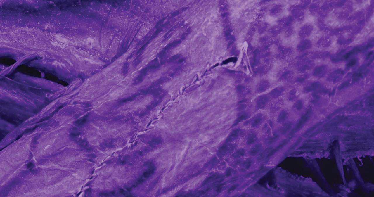 "Lodowa mumia" sprzed 2,5 tys. lat. Tatuażyści w szoku