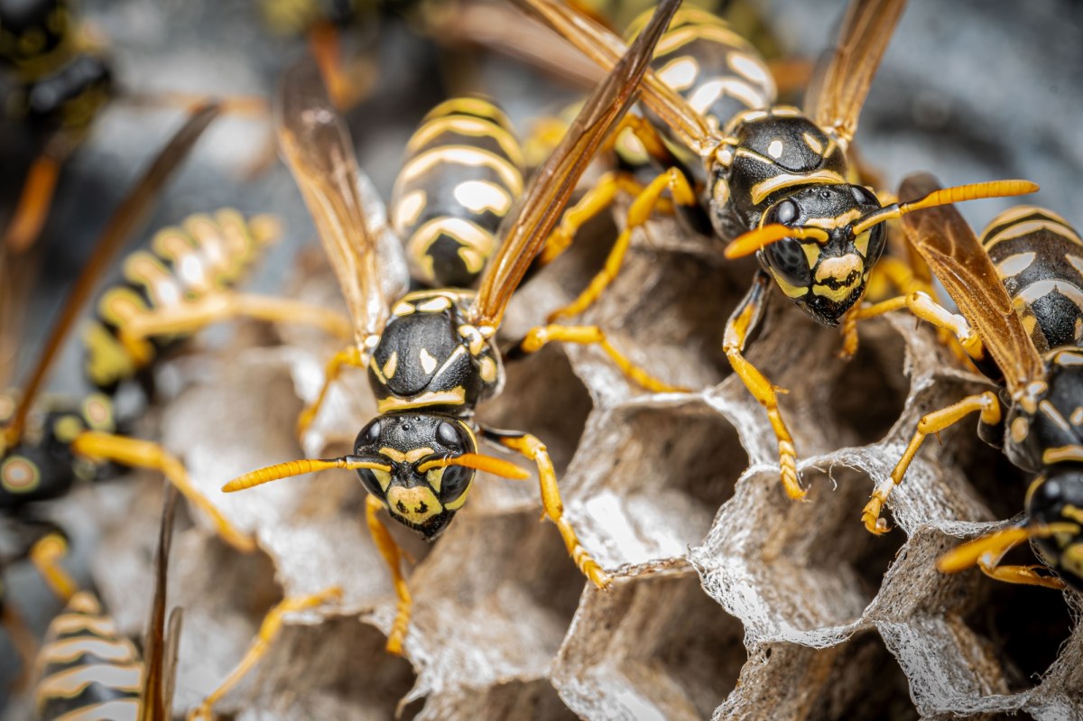 Radioaktywne gniazdo os odkryte na terenie dawnej bazy atomowej