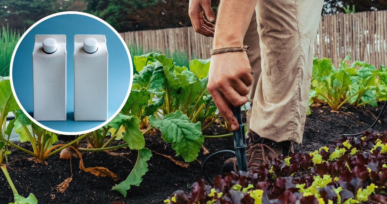 Teściowa wynosi kartony po mleku do ogrodu. Myślałam, iż oszalała, aż poznałam powód