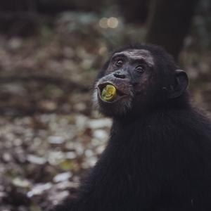 /Fot. Catherine Hobaiter/University of St Andrews /Materiały prasowe