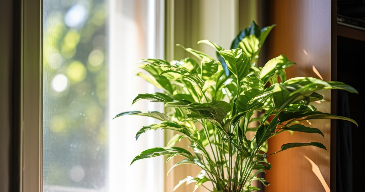 Wsyp to do doniczki, a liście skrzydłokwiatu odżyją w kilka dni. Genialny trik z kuchni