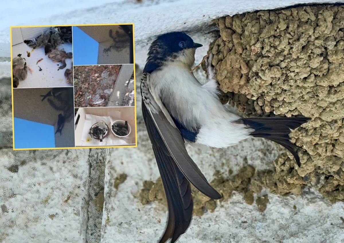 ​Czterech mężczyzn w wieku od 30 do 57 lat zostało zatrzymanych w związku ze zniszczeniem gniazd jaskółczych w Ośrodku Edukacji Przyrodniczej w Umianowicach (woj. świętokrzyskie). Do zdarzenia doszło w nocy z 2 na 3 lipca. Jakie grzywny grożą za zniszczenie gniazda?