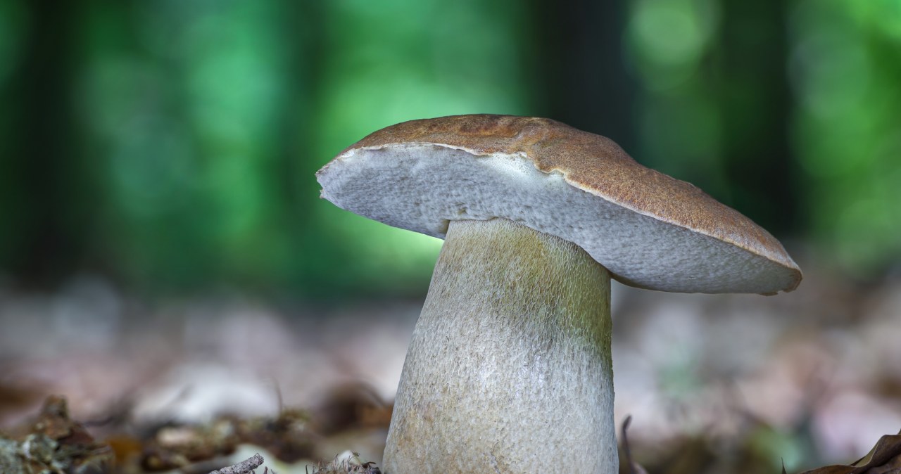 "Borowikowa autostrada otwarta". Zdjęcia grzybiarzy mówią same za siebie