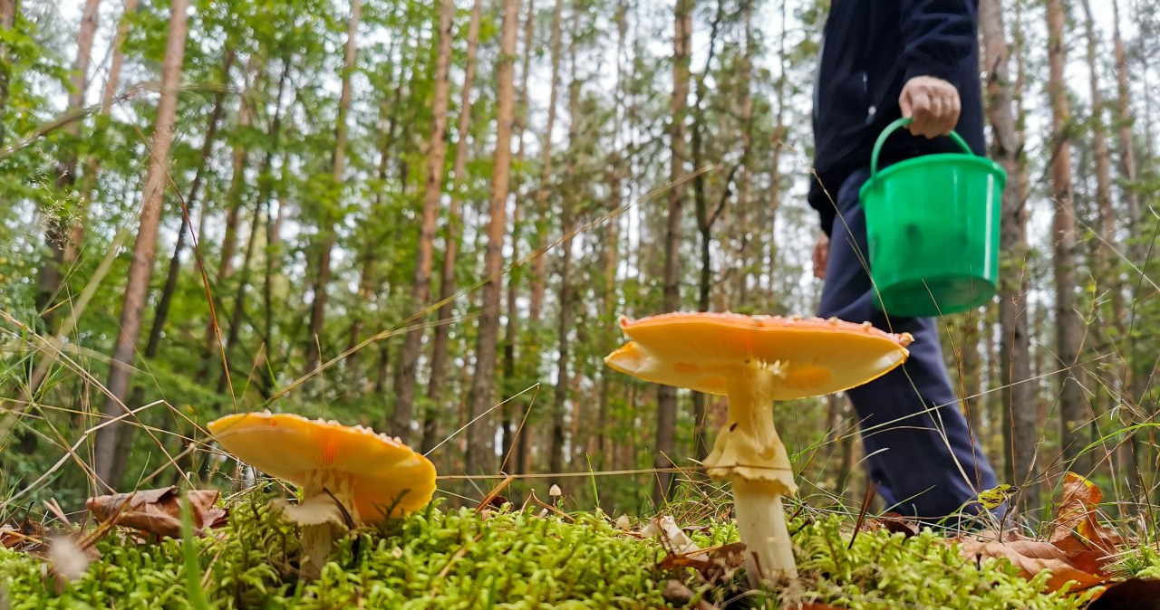 W lasach wysyp grzybów, ale grzybiarze informują o problemach