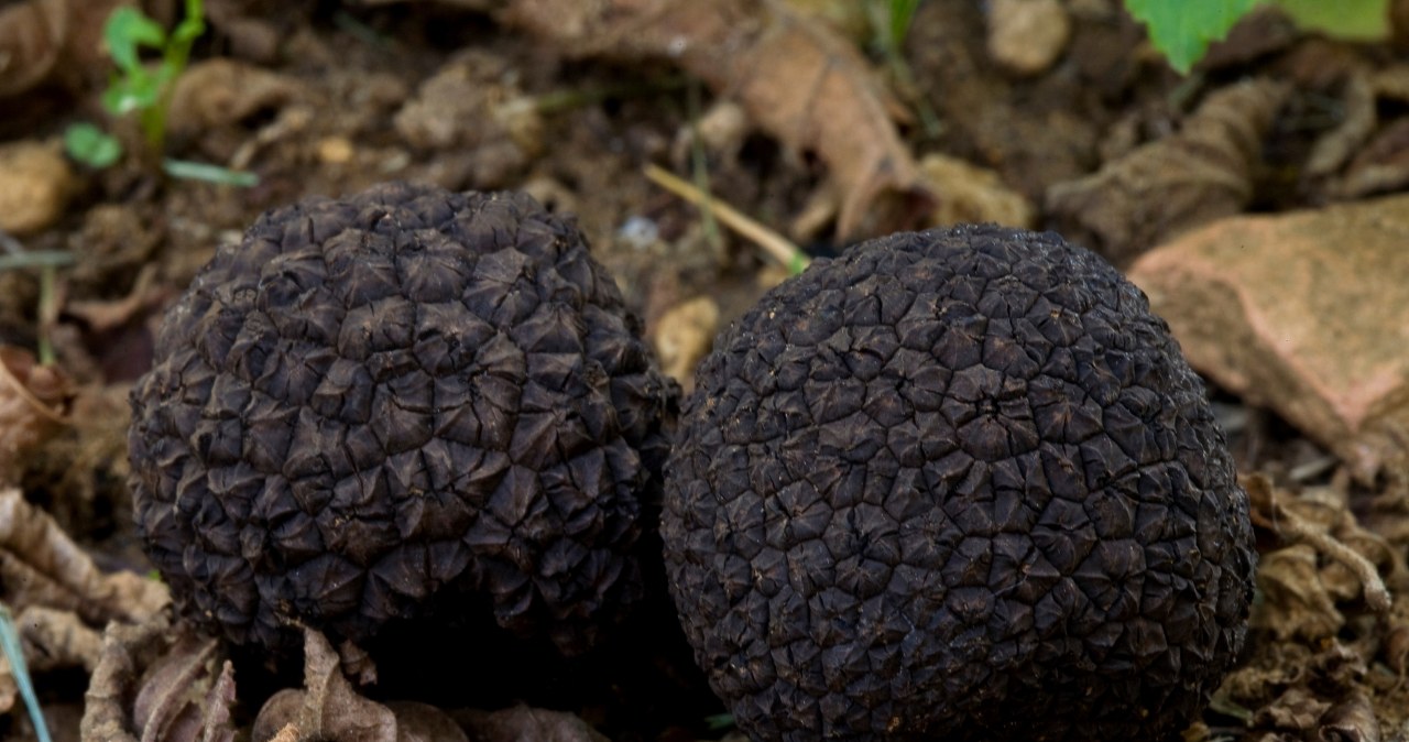 Nazywają je czarnymi diamentami. Kosztują krocie, a w tych lasach jest ich najwięcej