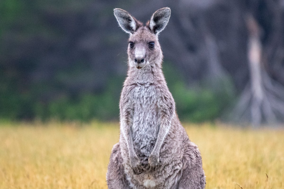 Kangur uciekł z prywatnej posesji w Łódzkiem. Władze apelują do mieszkańców