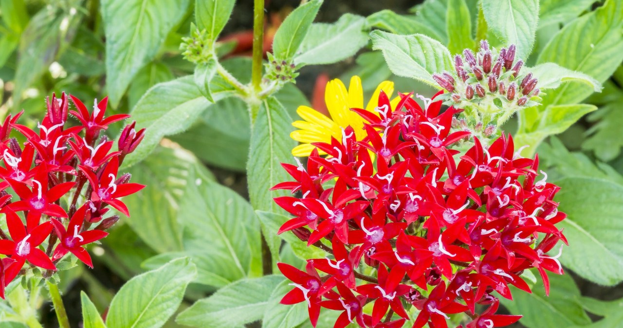 Latem daje z siebie wszystko. Jeden zabieg przedłuży kwitnienie