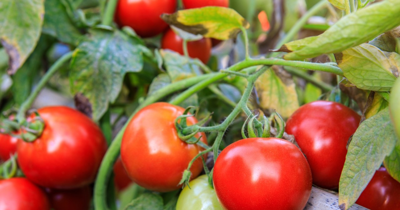 Podlej tą miksturą pomidory. Będą jeszcze słodsze i bardziej soczyste