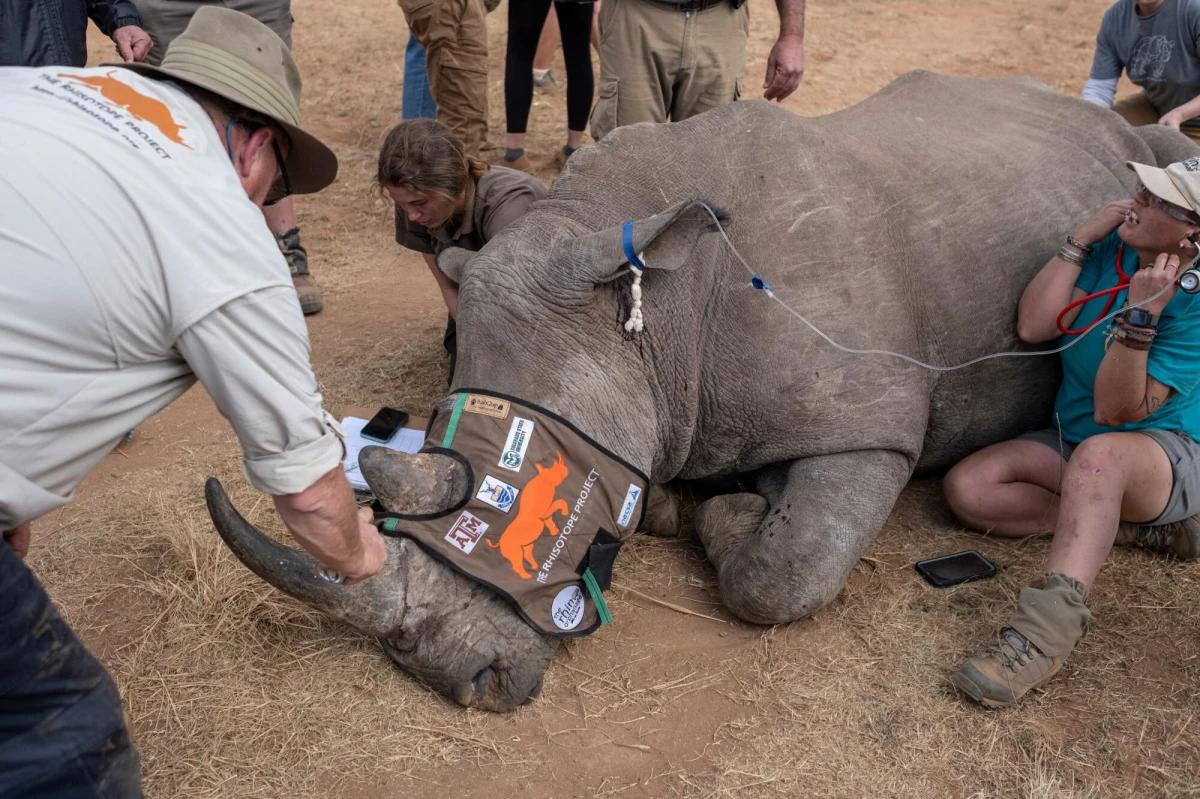 Wstrzykiwanie do rogów nosorożców substancji radioaktywnej - na tym opiera się rozpoczęty w piątek w RPA projekt Rhisotope. Celem jest skuteczniejsze wykrywanie przemytów i ochrona życia zwierząt. Co roku setki nosorożców ginie z rąk kłusowników. Przygotowania i badania do projektu zabrały naukowcom sześć lat.