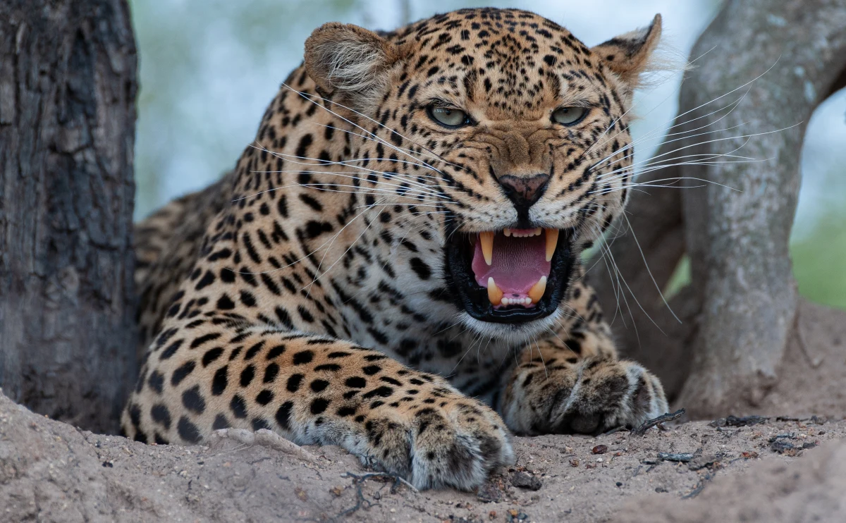 W jerozolimskim ogrodzie zoologicznym doszło do tragicznego wypadku. 36-letni pracownik zoo, pełniący funkcję szefa zespołu opiekującego się drapieżnikami, zginął w wyniku ataku lamparta, który wydostał się z wybiegu podczas wycieczki dla zwiedzających.