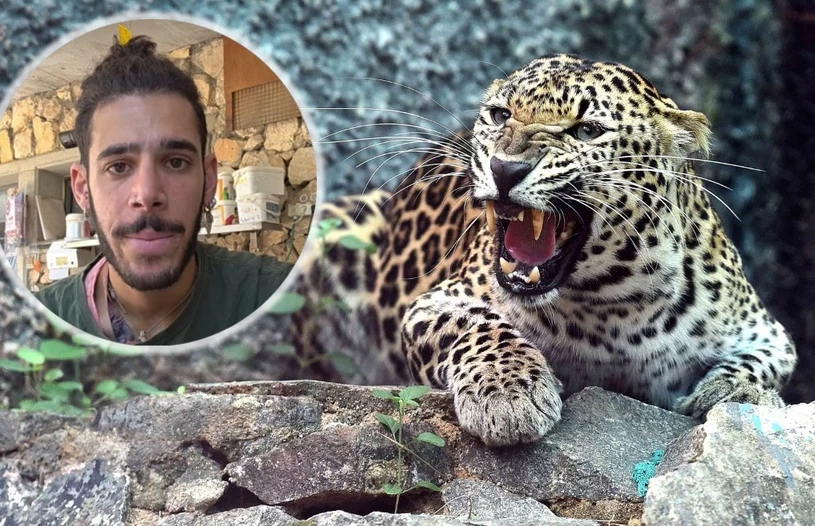 Lampart uciekł z wybiegu w zoo i rzucił się na 36-latka. Mężczyzna nie żyje
