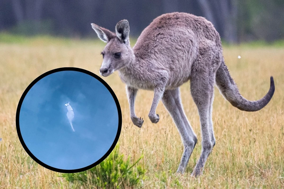 Kangur uciekinier namierzony. Zwierzę uciekło w piątek z hodowli w gminie Rozprza w Łódzkiem. 