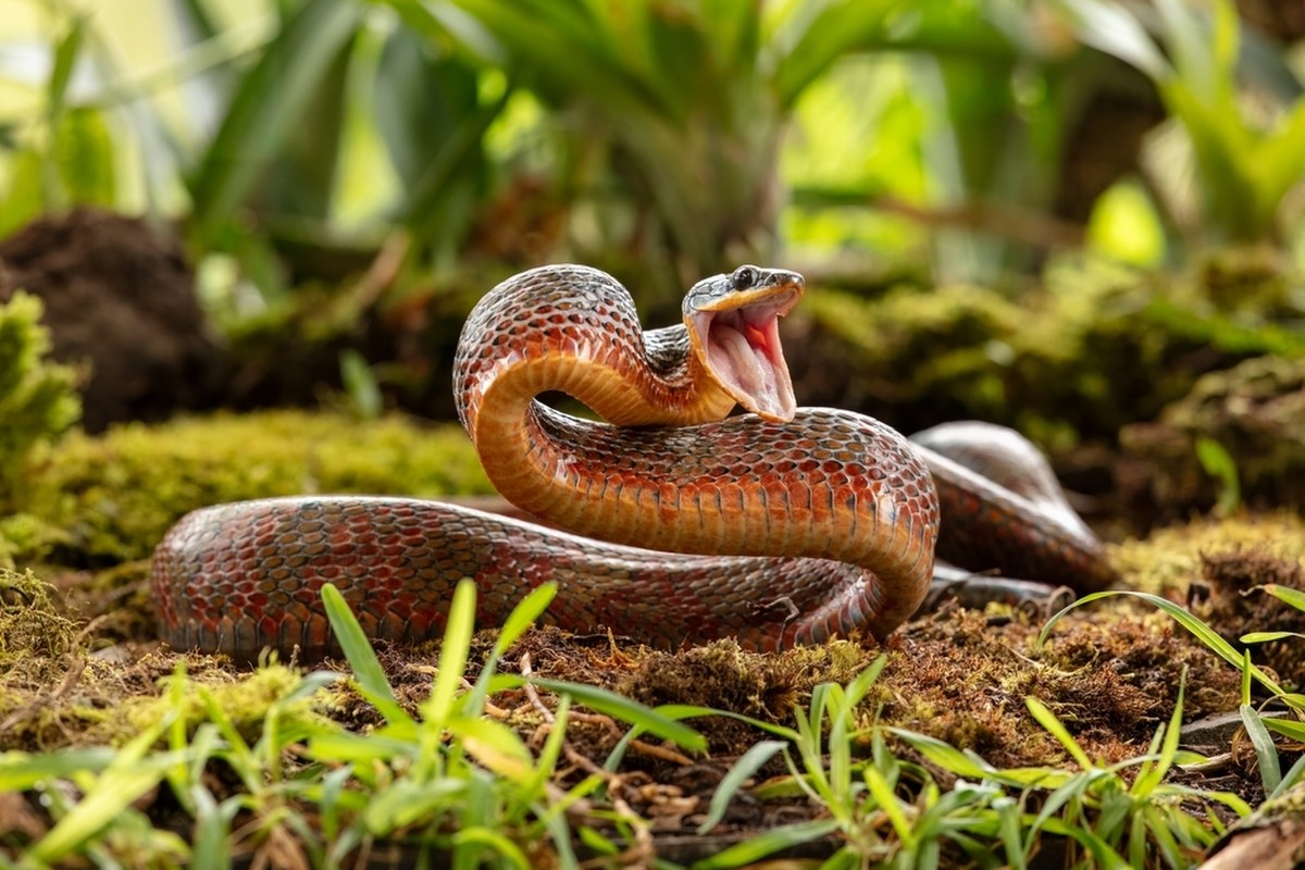 Strażnicy wezwani do egzotycznego węża byli zdumieni. Co straszy w Tychach?