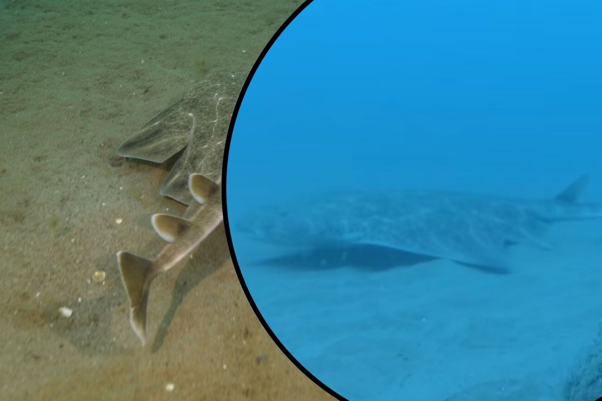 Kamery uchwyciły rekina anioła. To krytycznie zagrożony gatunek