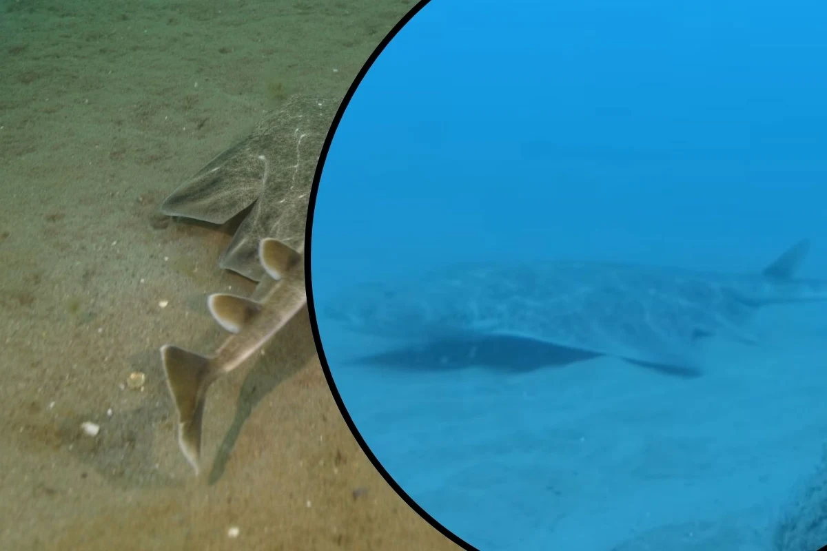 Naukowcy prowadzący badania w wodach zatoki Cardigan w Walii byli ostatnio świadkami niezwykłego widoku. Ich kamery uchwyciły rekina anioła. To krytycznie zagrożony gatunek. 