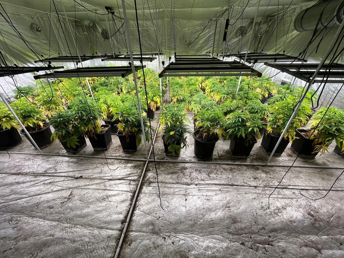 Dużą plantację marihuany udało się ostatnio zlikwidować policjantom z zachodniopomorskiego Sławna. Mundurowi zabezpieczyli nie tylko różnego rodzaju narkotyki, ale i broń.