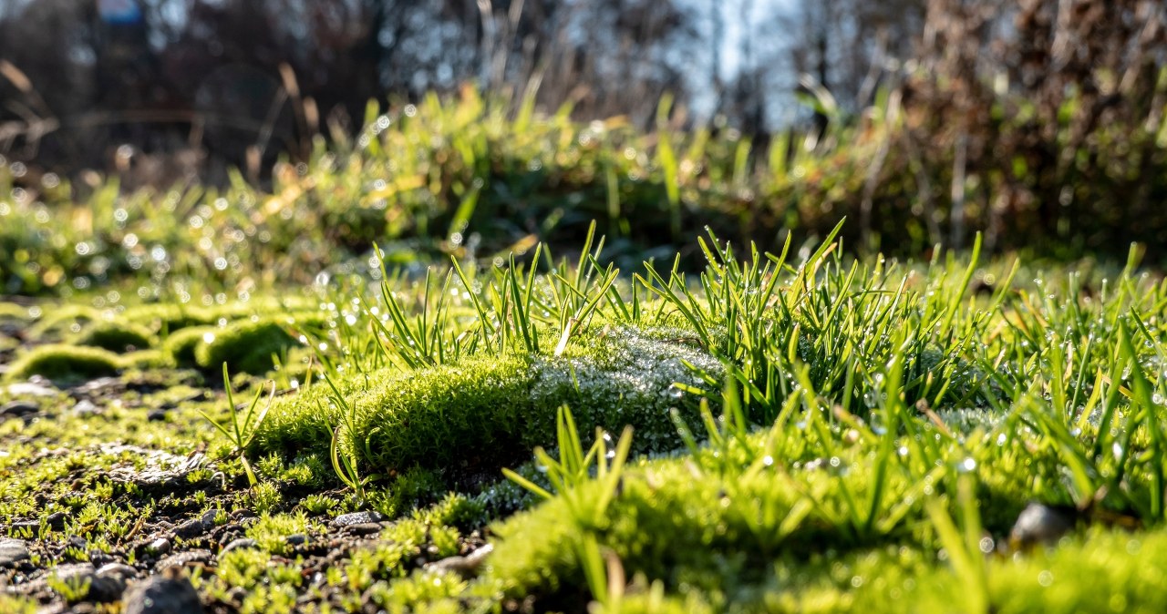 Kup w papierniczym i posyp trawnik. Mech zniknie jak ręką odjął!