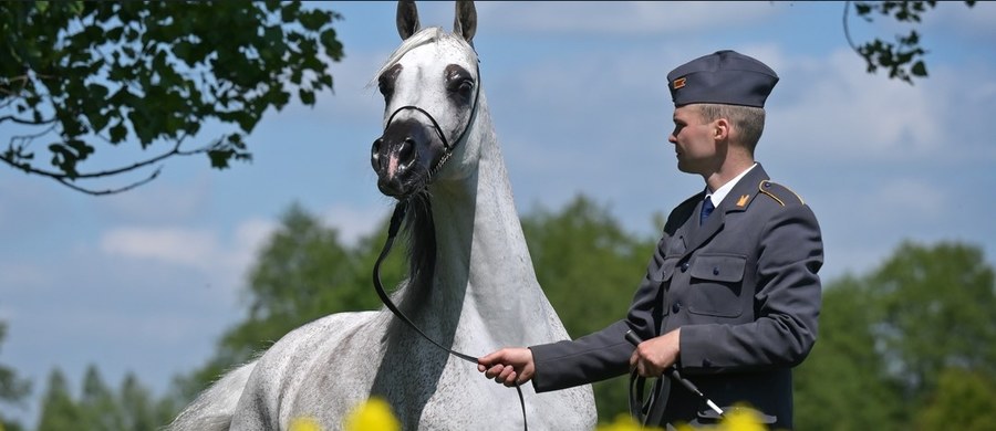 Od czwartku 7 sierpnia w Janowie Podlaskim rozpoczną się Dni Konia Arabskiego, na które złożą się 47. Narodowy Pokaz Koni Czystej Krwi Arabskiej, 56. Aukcja Pride of Poland, aukcja Summer Sale oraz parady hodowlane w trzech państwowych stadninach w Janowie Podlaskim, Michałowie i Białce.