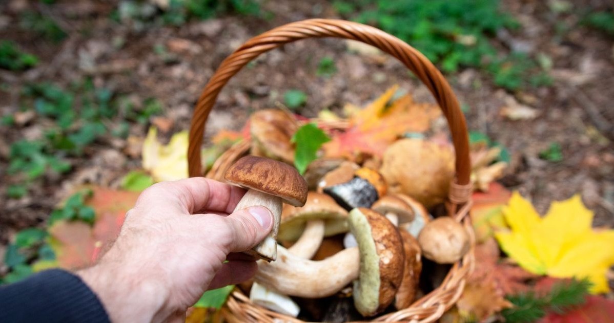 Wprawieni grzybiarze robią to w lesie. Zbierają tylko zdrowe grzyby