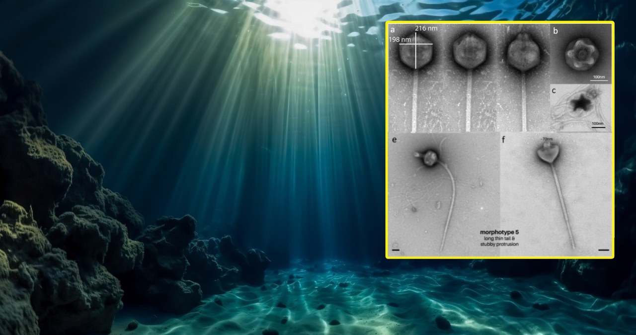 Naukowcy odkryli wirusa z rekordowo długim ogonem. Po co mu on?
