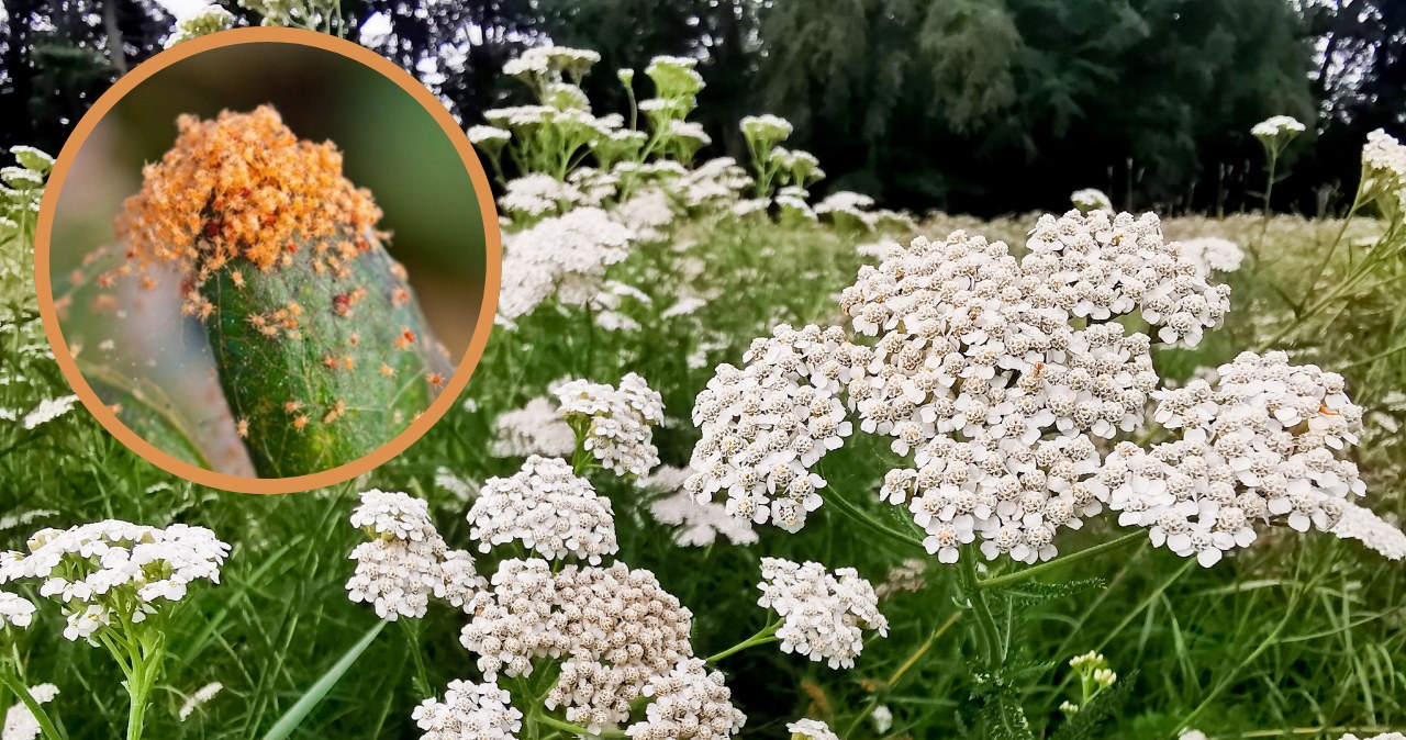Przynieś ze spaceru i zalej wodą. Przędziorki i mszyce uciekną, gdzie pieprz rośnie