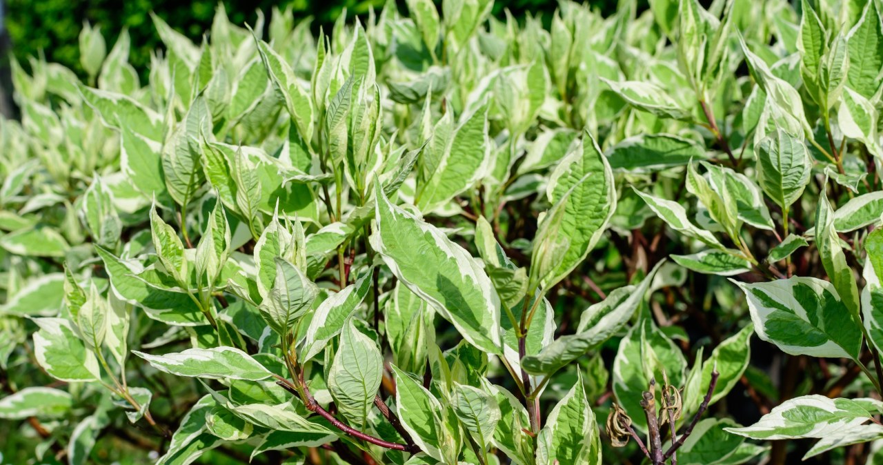 Konkurencja dla tui. Atrakcyjny żywopłot tworzy w ogrodzie zieloną ścianę