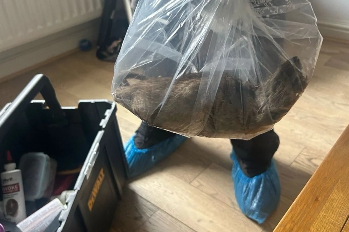 Odkrycie w jednym z domów w North Yorkshire w Wielkiej Brytanii wywołało poruszenie wśród mieszkańców. W jednym z domów znaleziono szczura o długości aż 22 cali, czyli niemal 56 centymetrów. Zdjęcie ogromnego gryzonia obiegło media społecznościowe i trafiło na czołówki mediów. 